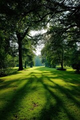 Obraz premium The sun shines through trees, casting shadows on the grass
