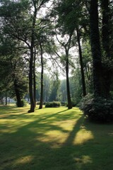 Obraz premium The sun shines through trees, casting shadows on the grass