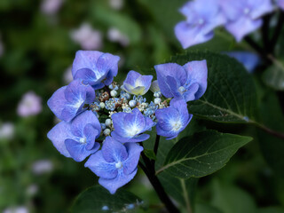 Closeup of flower head of Hydrangea macrophylla 'Zorro' in a garden in summer