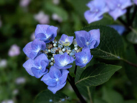 Closeup of flower head of Hydrangea macrophylla 'Zorro' in a garden in summer