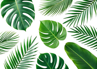 Lush green tropical leaves arrangement on black monstera leaves palm leaves