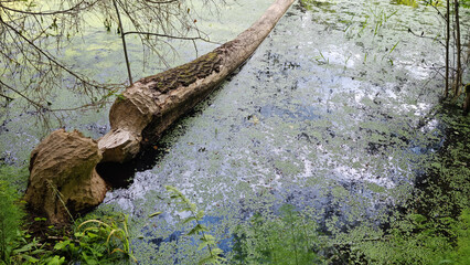 Report of a beaver's work gnawing on an aspen tree trunk. In six months. Selective Focus