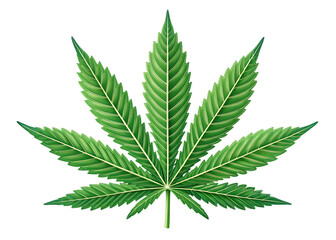Vibrant green cannabis leaf with detailed veins marijuana serrated edges