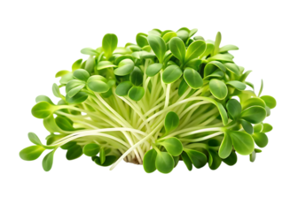 Vibrant green sprouts with delicate leaves and white stems microgreens healthy