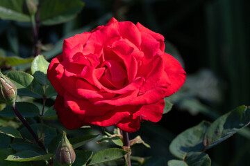 Closeup of flower of Rosa 'My Valentine' in a garden in summer