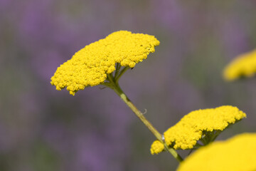 Closeup of flower heads of Achillea filipendulina 'Parker's Variety' in a garden in summer