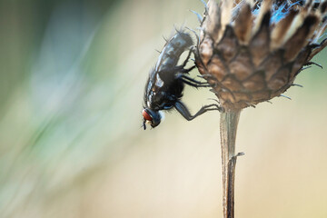 Gros plan sur une mouche noir avec ce yeux rouge posée sur un bulbe de fleur au soleil couchant