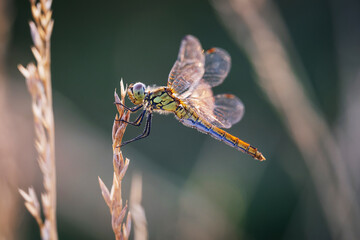 Jeune libellule sur un brin d'herbe sec avec la lumière soir