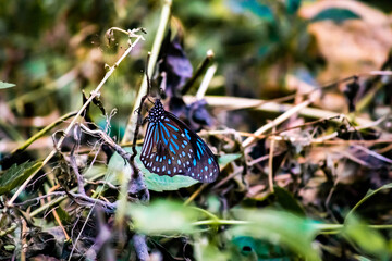 rare blue butterfly on a leaf