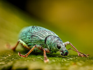 Close-Up of Green Immigrant Leaf Weevil on a leaf