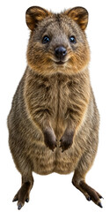 Fototapeta premium a happy quokka, Setonix brachyurus, an adorable small marsupial from australia