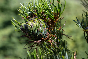 Closeup of cones of Pinus parviflora 'Shizukagoten' in a garden in summer