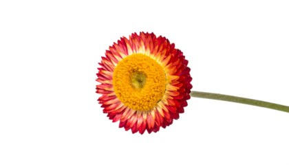 Radiant strawflower blossom presents a colorful bloom with yellow center and red petals, perfect for botanical designs.