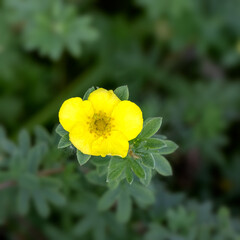 Closeup of single flower of Potentilla fruticosa 'Medicine Wheel Mountain' in a garden in summer