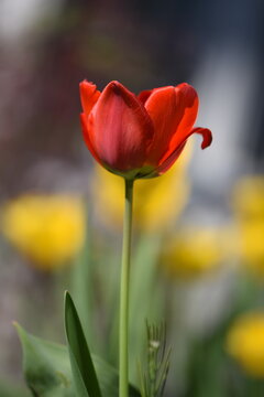 red tulip in the garden