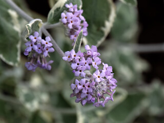 Closeup of flower of Buddleja crispa 'Stone House Cottage' in a garden in summer