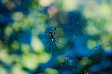 spider on the web