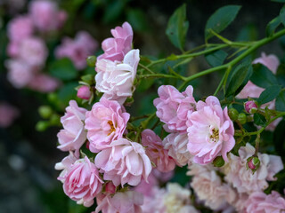 Closeup of flowers of rose Rosa 'The Fairy' in a garden in summer