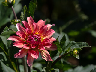 Closeup of flower of Dahlia 'Dutch Delight' in a garden in summer