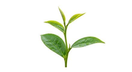 Fototapeta premium Isolated Green Tea Leaves