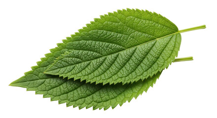 Isolated Green Leaves