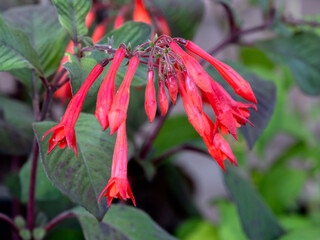 Closeup of flower of Fuchsia 'Mary' in a garden in summer