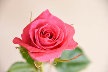 ピンクのばら