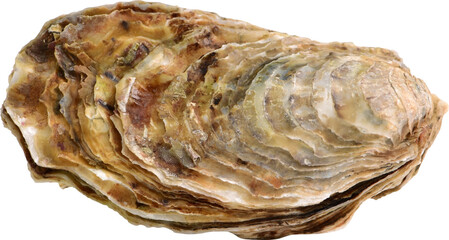 Oyster Isolated From Background