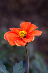 Closeup of flower of a single Dahlia 'Bishop of Oxford' in a garden in summer