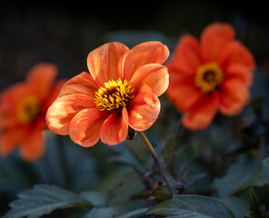 Closeup of flower of Dahlia 'Bishop of Oxford' in a garden in summer