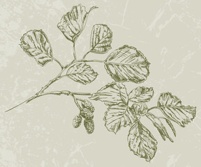 Alder Tree Branch Hand Drawn Pen and Ink Illustration