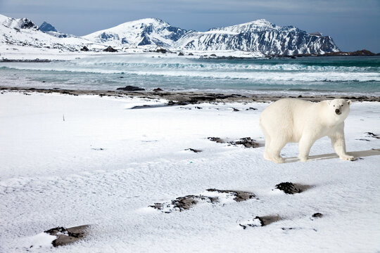 Eisb&auml;r Spitzbergen