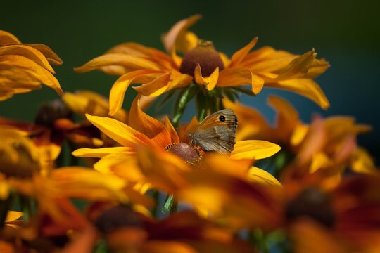 butterfly and orange flowers