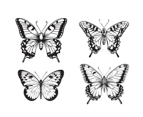Obraz premium Sketch of a fluttering butterfly.