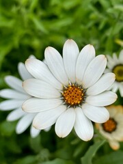 white daisy flower