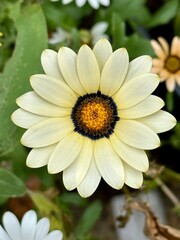 white daisy flower