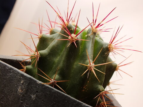 cactus close up