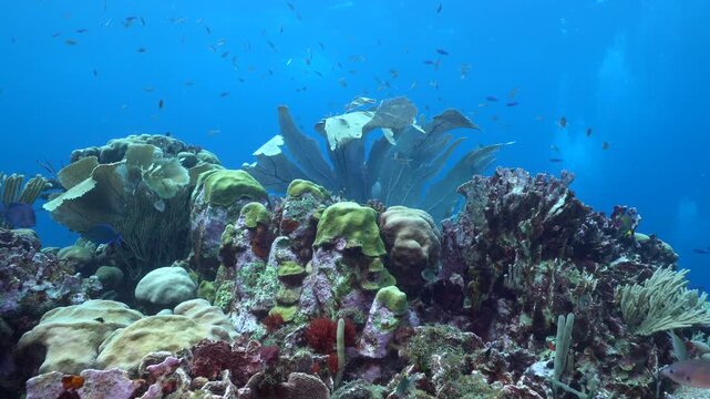 Vibrant lively coral reef, with two sea fans moving back and forth in the surge atop a coral pinacle. The camera zooms into the large of the two fans as multiple reef fish swim infront of the camera