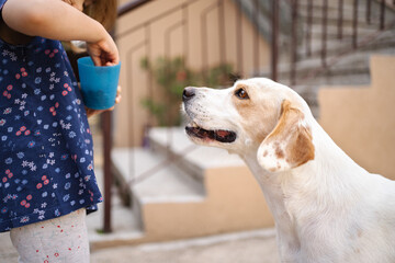 Friendly dog eagerly awaits a treat from child in sunny courtyard