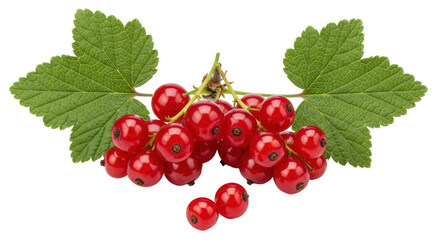 Isolated red currant on white background