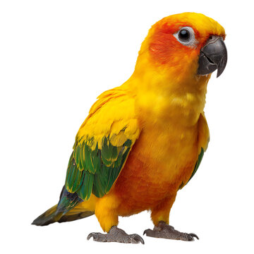 Sun conure parrot isolated on transparent background