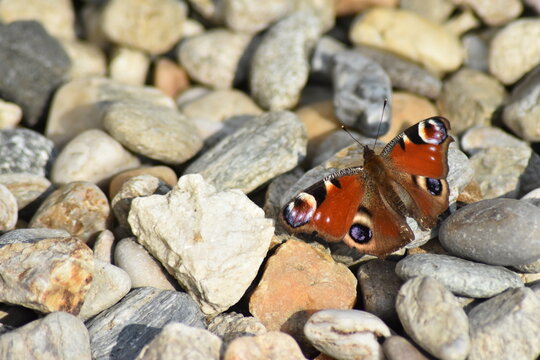 butterfly on the rocks