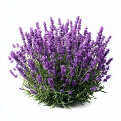Obraz premium Bush of lavender flowers isolated on white background