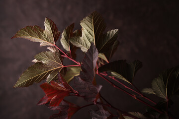 Foglie di colore marrone, rosso, verde, isolate su fondo marrone