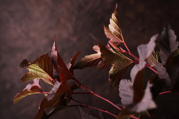 Foglie di colore marrone, rosso, verde, isolate su fondo marrone