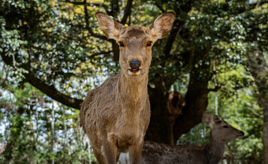 Face to Face with a deer 