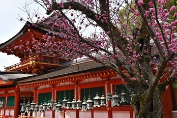 Sakura en el templo Kasuga Taisha, Nara, Jap&oacute;n