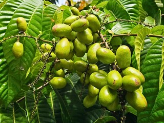 green matoa fruit on a tree in the garden