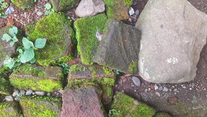 Texture of a mossy stone wall with green moss and rocks. Perfect for nature and background textures.