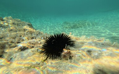 A vibrant Aegean sea urchin rests on a rocky seabed, surrounded by calm turquoise waters. The...
